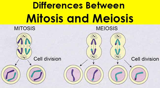 Mitosis And Meiosis Comparison Chart