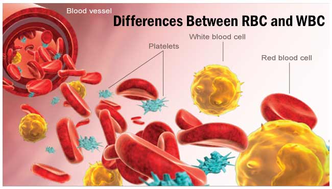 red blood cells and white blood cells difference