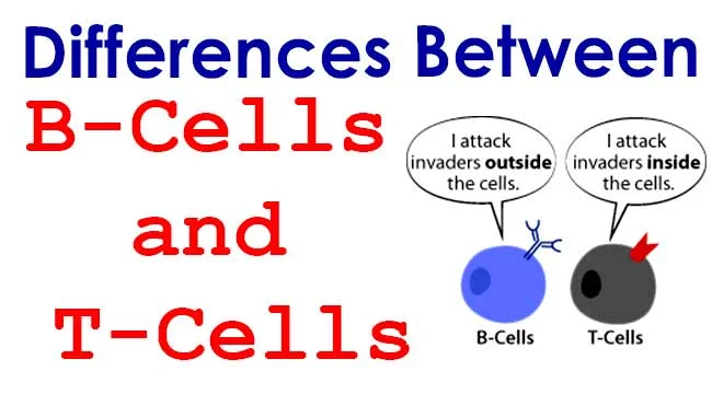 Differences between B-Cells and T-Cells