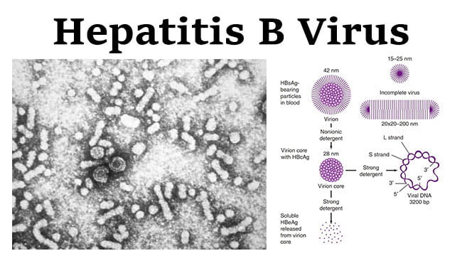 Hepatitis B Virus