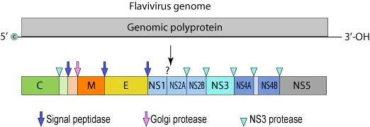 Genome of Zika Virus