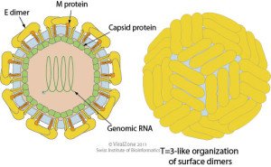 Zika Virus- Structure, Symptoms, Transmission, Pathogenesis, Diagnosis