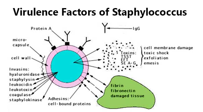 Virulence Factors of Staphylococcus