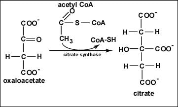 Oxidation of Isocitrate to α-Ketoglutarate