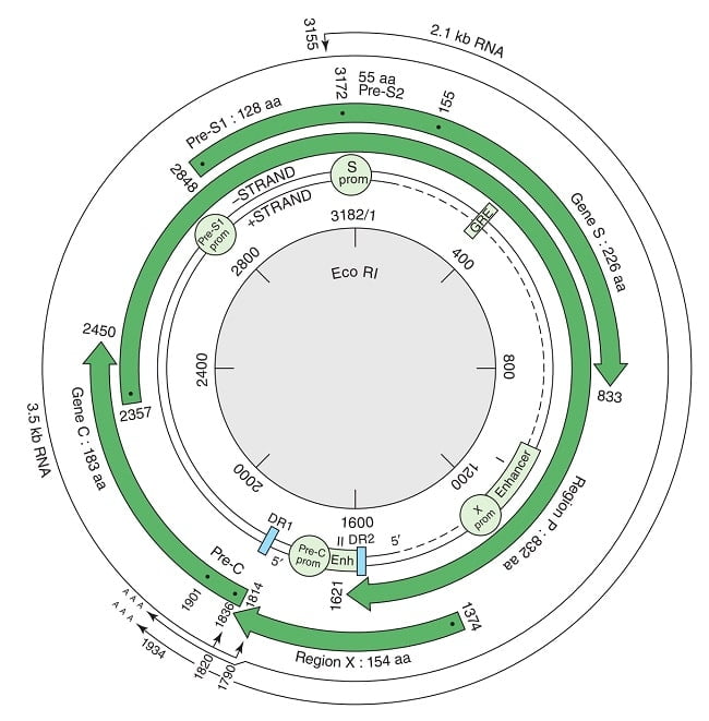 Genome of Hepatitis B Virus