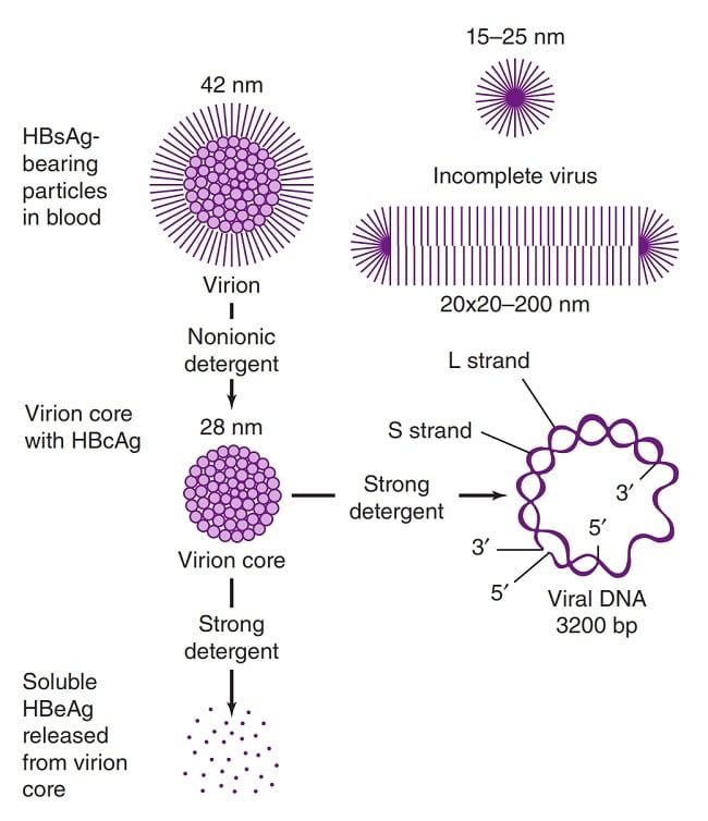 Structure of Hepatitis B Virus