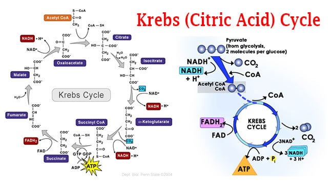 the cycle cycle