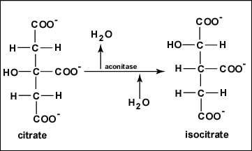 Krebs (Citric Acid) Cycle Steps by Steps Explanation - Microbiology ...