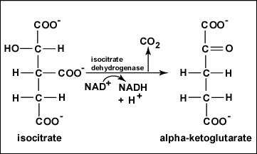 Reaction 3 Oxidation of Isocitrate to α-Ketoglutarate