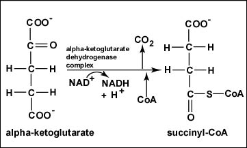 succinyl coa structure