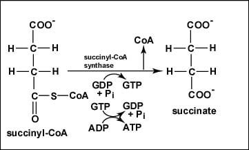 Reaction 5 Conversion of Succinyl-CoA to Succinate