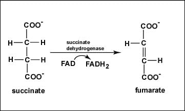 Reaction 6: Oxidation of Succinate to Fumarate