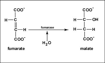 Reaction 7 Hydration of Fumarate to Malate