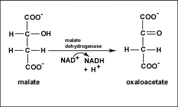 Reaction 8 Oxidation of Malate to Oxaloacetate