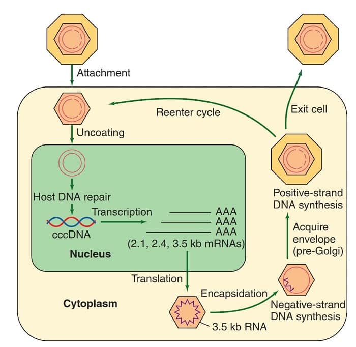 Replication of Hepatitis B Virus