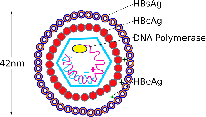virusi hepatici b)