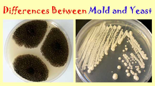 Difference Between Mold and Yeast