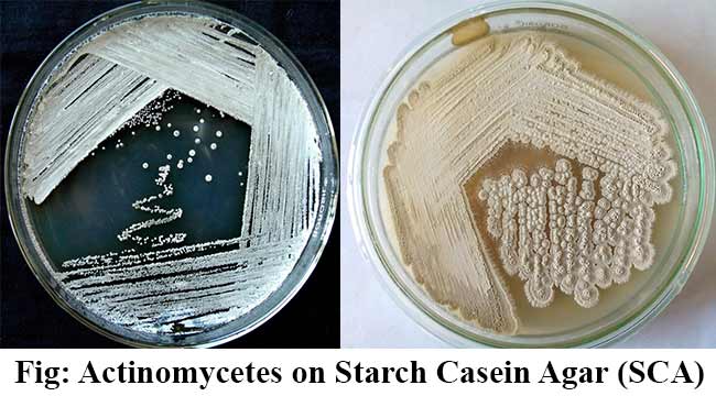 Actinomycetes on Starch Casein Agar (SCA)