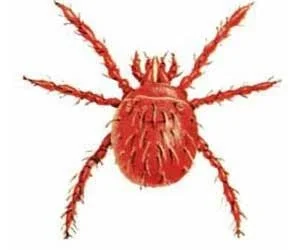 Chigger