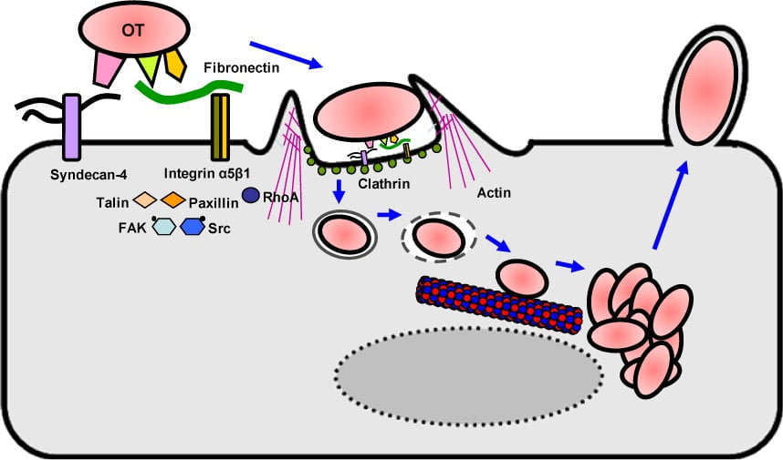 Hypothetical model for the intracellular invasion of O. tsutsugamushi