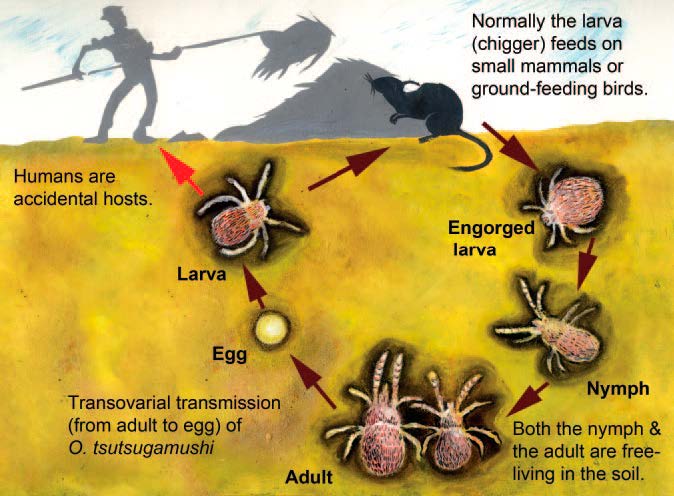 Life cycle of a Leptotrombidium mite