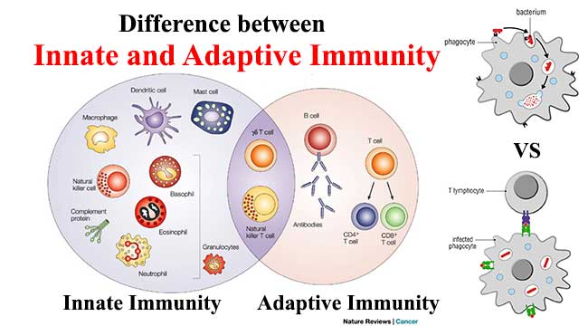 tidevand kollidere Studiet Difference between Innate and Adaptive Immunity