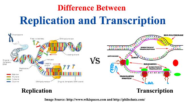 Dna Replication Transcription And Translation Chart