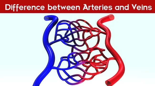 Difference between Arteries and Veins
