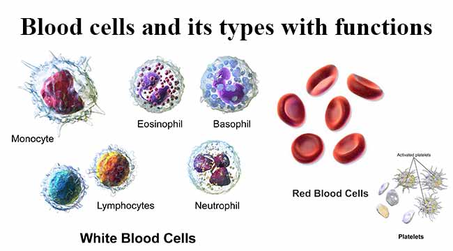 Blood cells and its types with functions