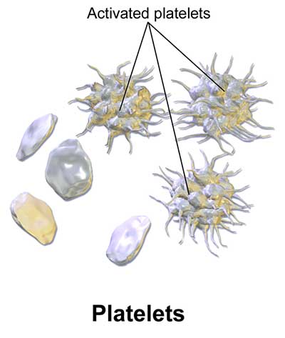 Platelets (Thrombocytes)