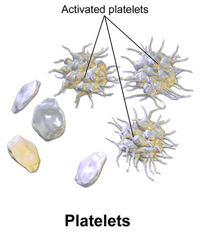 platelets cells diagram