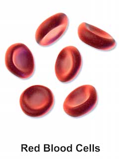 Blood cells and its types with functions