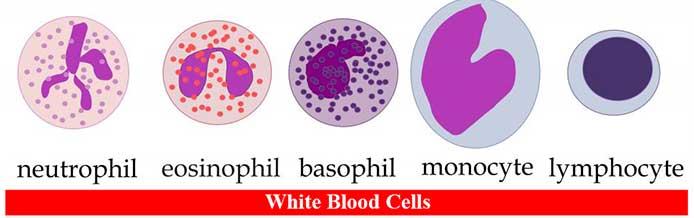 Diagram white blood cells types