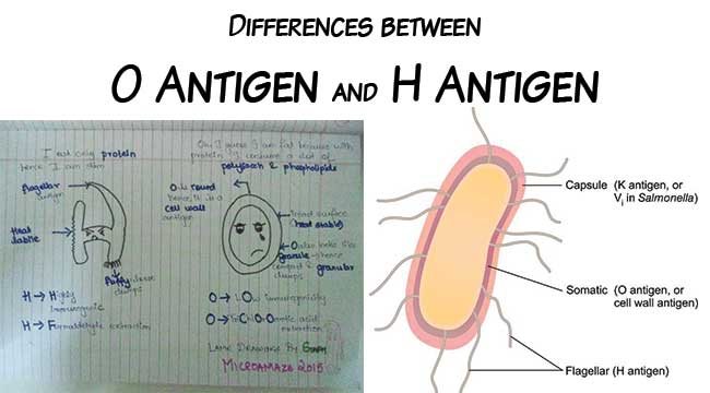 Difference between O Antigen and H Antigen