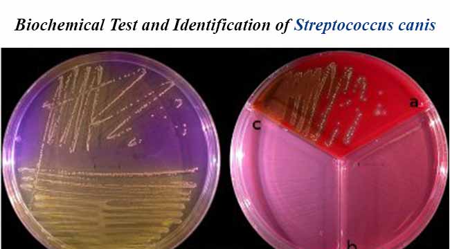 Biochemical Test and Identification of Streptococcus canis