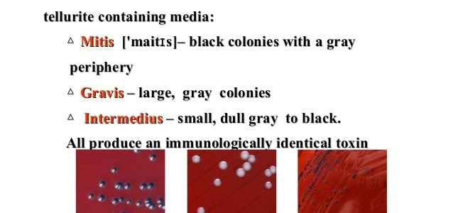 Biotypes of Corynebacterium diphtheriae