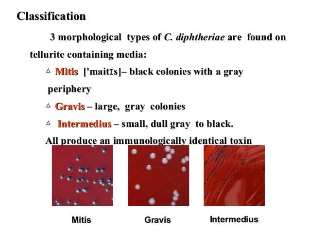 corynebacterium xerosis colony morphology