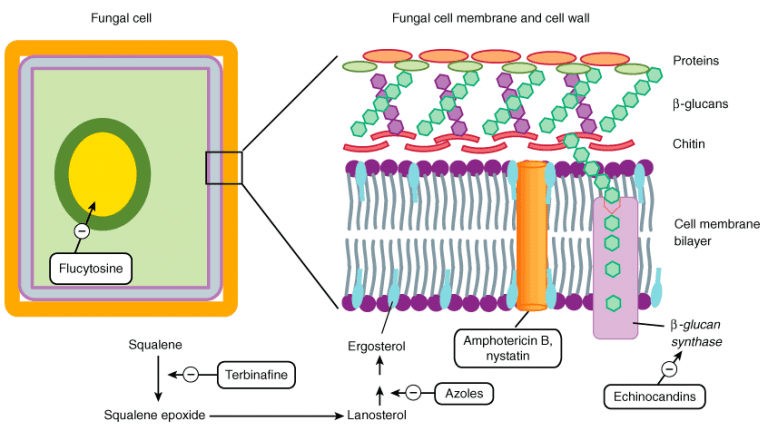 Mode Of Action Of Antifungal Drugs - Microbiology Info.com