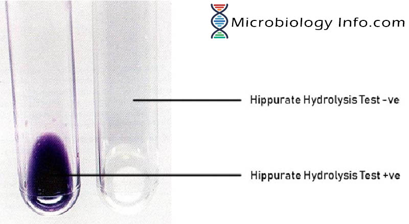 Hippurate Hydrolysis Test