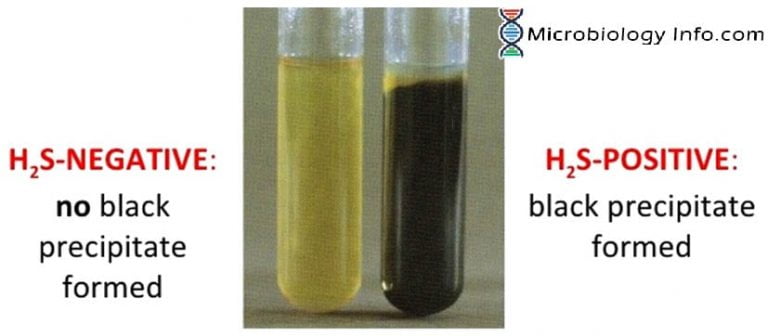 Hydrogen Sulfide Test - Principle, Procedure, Uses and Interpretation