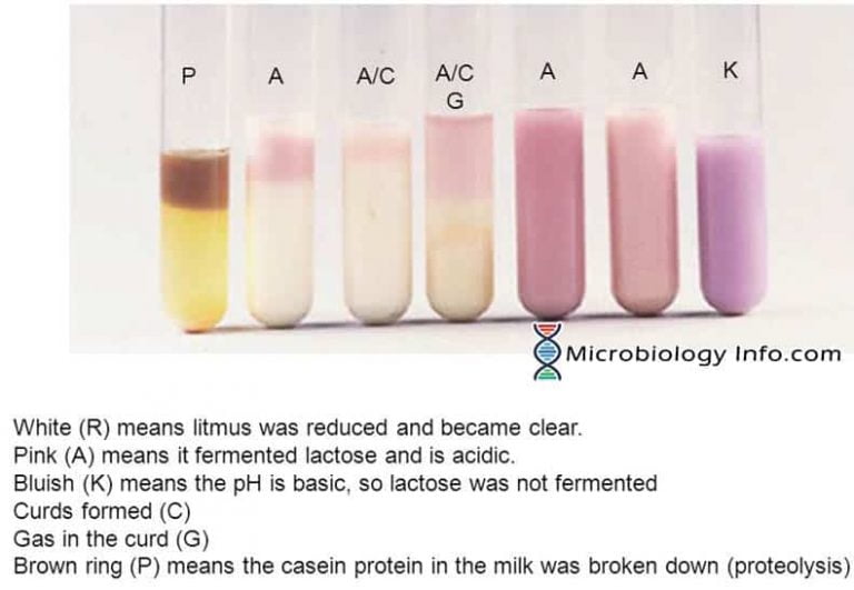 Litmus Milk Test - Principle, Procedure, Uses And Interpretation