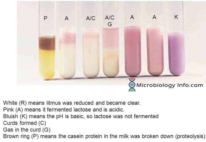 Litmus Milk Test Results