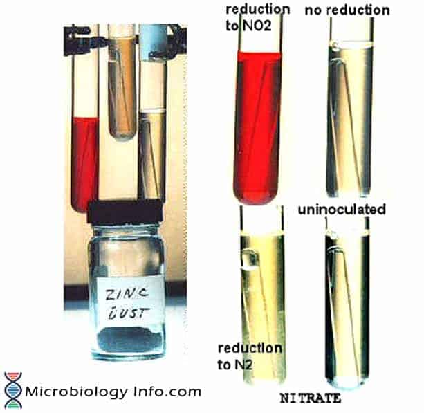 nitrate reduction test e coli