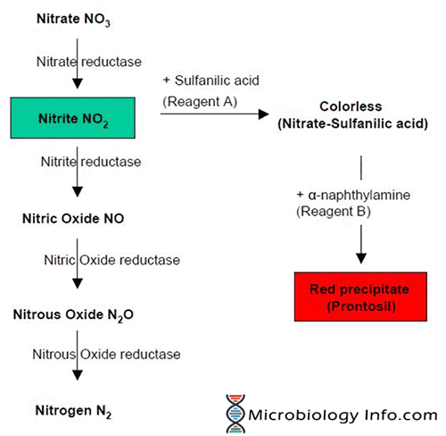 Principle of Nitrate Reduction Test