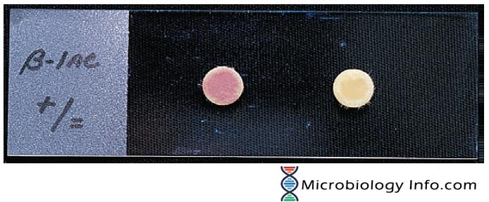 Beta Lactamase Test