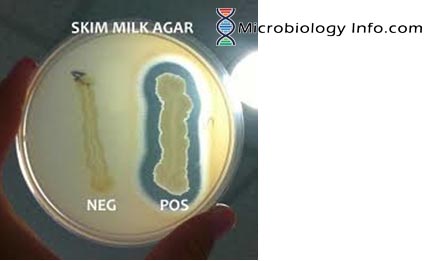 Casein Hydrolysis Test