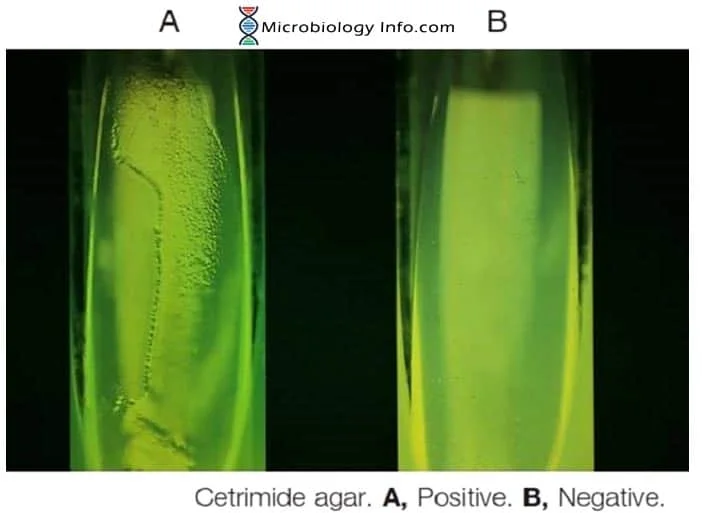 Cetrimide Test