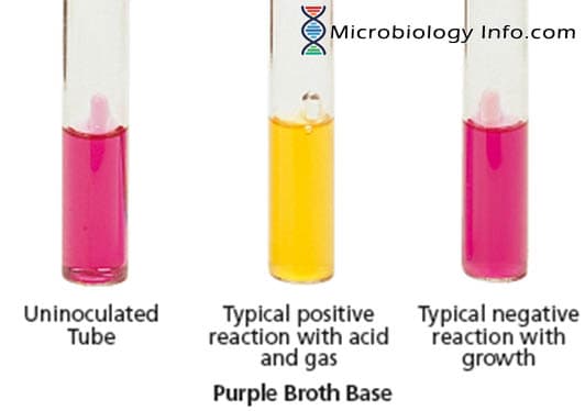 Fermentation Test