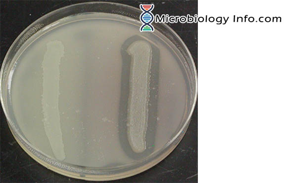 starch hydrolysis test