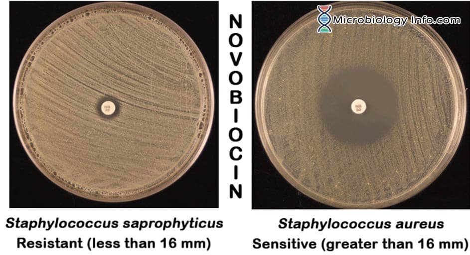Novobiocin Susceptibility Test